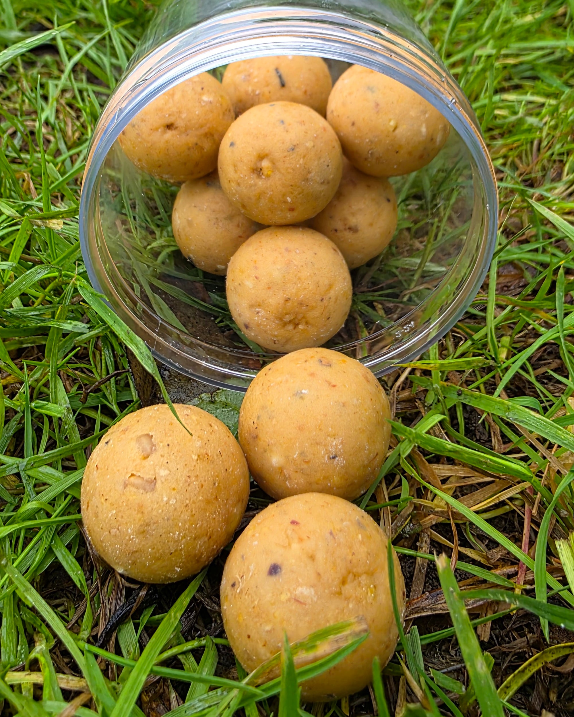 Heckenkriecher Hooker